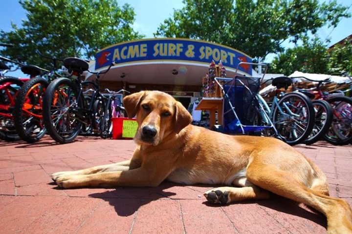 A dog lying on brick pavement in front of bikes and a surf shop on a sunny day.