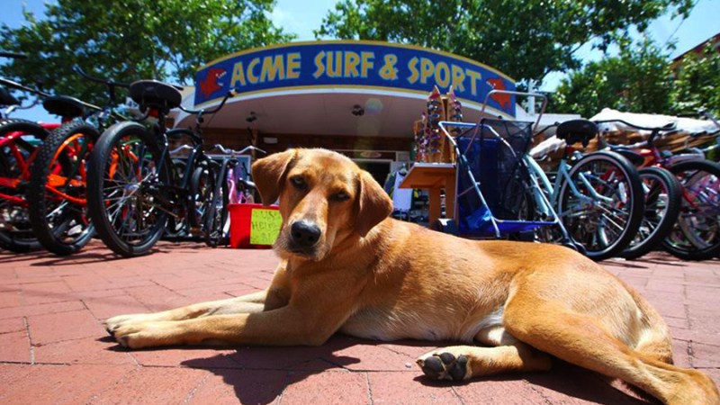 A dog lying on the pavement in front of a surf shop with bicycles displayed nearby.