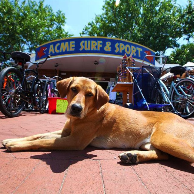 A dog lying on the pavement in front of a surf shop with bicycles displayed nearby.